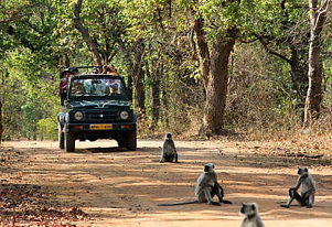 bandhavgarh news