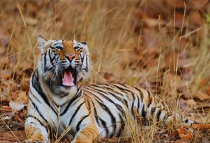  bandhavgarh news