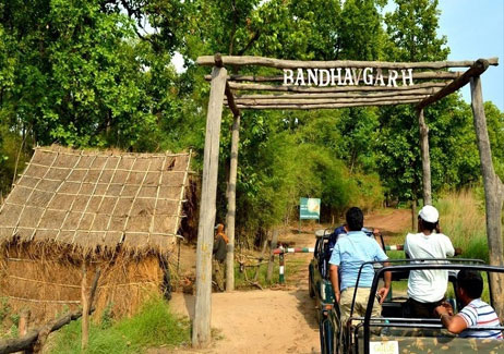 bandhavgarh safari